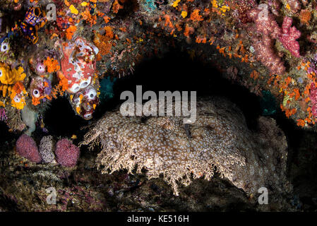 Uno squalo wobbegong dorme sotto una caverna corallina. Foto Stock