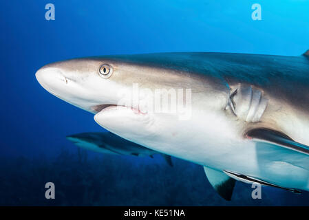 Squali della barriera corallina caraibica, Grand Cayman, Isole Cayman. Foto Stock