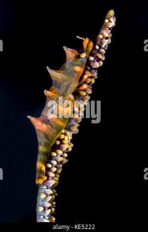 Dragon scampi sulla frusta corallo, anilao, Filippine. Foto Stock