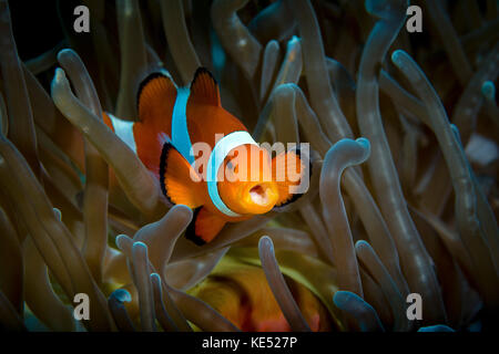 Falsi clown snemonefish nell'ospite anemone, Anilao, Filippine. Foto Stock