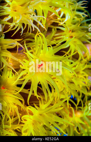 Orange cup coral, Cebu, Filippine. Foto Stock