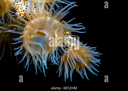 Bellissima colonia di anemoni tigre, Cebu, Filippine. Foto Stock