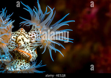 Bellissima colonia di anemoni tigre, Cebu, Filippine. Foto Stock