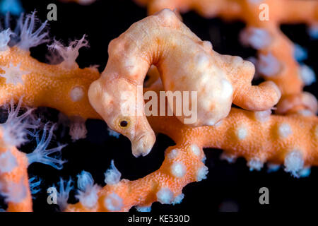 Denise cavalluccio marino pigmy, Cebu, Filippine. Foto Stock