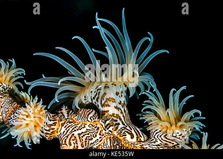 Splendida colonia di anemoni tigre, Bohol Sea, Filippine. Foto Stock
