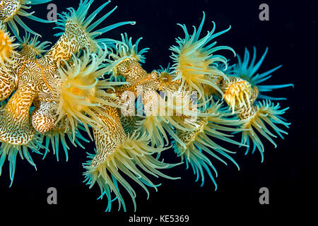 Splendida colonia di anemoni tigre, Bohol Sea, Filippine. Foto Stock