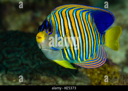 Regal Angelfish, Bohol Sea, Filippine. Foto Stock