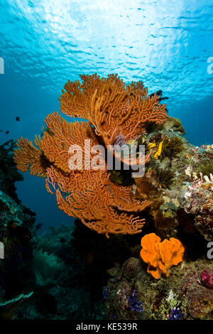 Scena sulla barriera corallina con ventole di mare, milne bay, Papua Nuova Guinea. Foto Stock