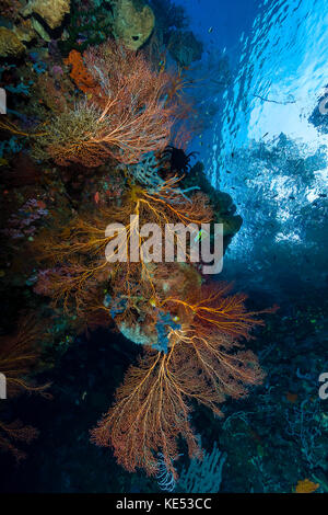 Scena sulla barriera corallina con un ventilatore di mare, milne bay, Papua Nuova Guinea. Foto Stock