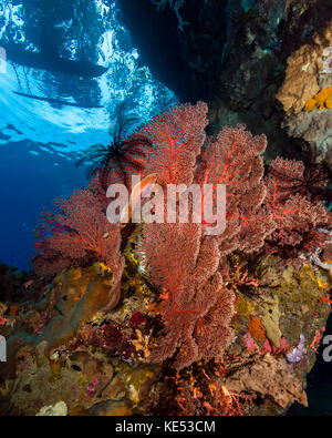 Scena della barriera corallina con un fan del mare, Milne Bay, Papua nuova Guinea. Foto Stock