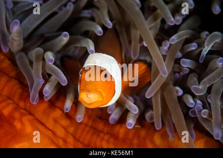 Un falso clownfish nuota tra i tentacoli di protezione del proprio host anemone. Foto Stock