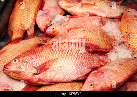 Red tilapia pesci vengono congelate in ghiaccio al mercato di frutti di mare Foto Stock