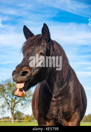 Cavallo neighing, ritratto, Baviera, Germania Foto Stock