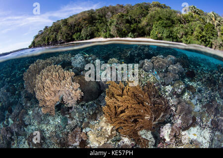 Una barriera corallina prospera in acque poco profonde vicino ad Alor, nelle piccole Isole della sonda in Indonesia. Foto Stock