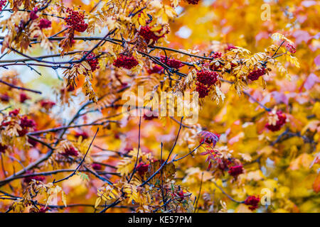 Red grappoli di bacche rowan su un albero di ramoscelli, giallo, arancione, marrone fogliame, colori caldi, gocce di acqua di pioggia, Golden Autumn scena Foto Stock