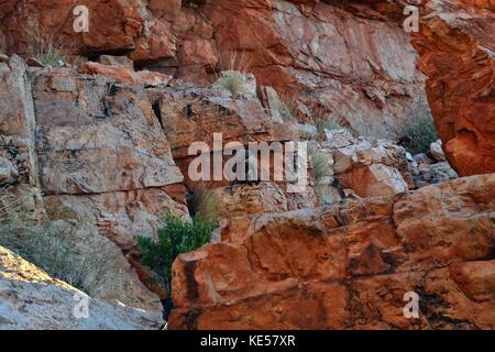 La vista delle gamme della montagna attorno ad Alice Springs, Australia centrale. pic è stata adottata nel novembre 2016. Foto Stock