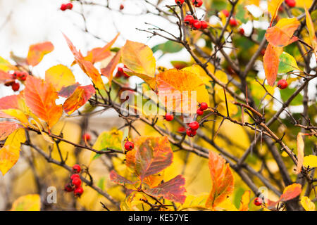Biancospino bush o arbusto, bacche di colore rosso, giallo e arancione lascia contro lo sfondo bianco del cielo di autunno Foto Stock