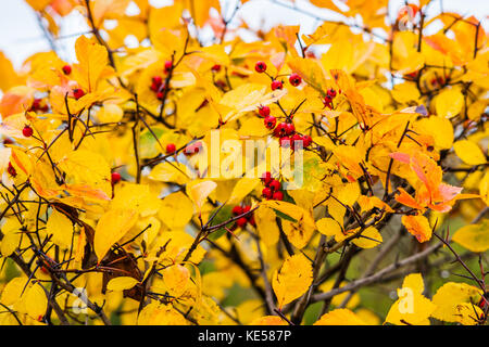 Red biancospino bacche e foglie di giallo contro lo sfondo del cielo bianco. nuvoloso golden piovosa giornata d'autunno. Foto Stock