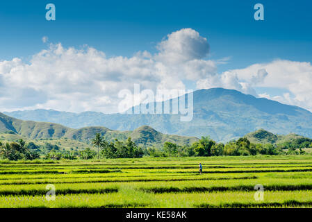 Campo di riso al nueva vizcaya, Filippine. Foto Stock