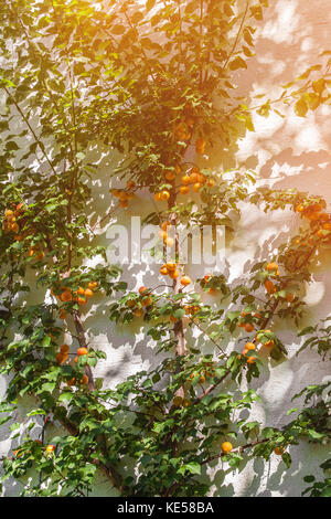 Bella grande albero di albicocche con frutti maturi sulla parete. Il telaio verticale. Foto Stock