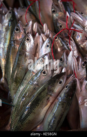 La Seychelles, Mahe, Victoria, Sir Selwyn mercato Selwyn-Clarke, pesce stallo, sgombro fornito in dotazione per la vendita Foto Stock