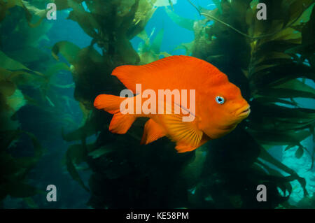 Garibaldi nascondere nel kelp nelle isole Catalina, California. Foto Stock