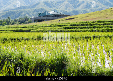 Campo di riso al nueva vizcaya, Filippine. Foto Stock