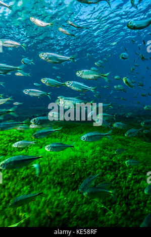 tetra messicana nel Balmorhea Springs State Park, Texas. Foto Stock