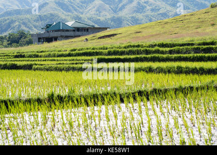 Campo di riso al nueva vizcaya, Filippine. Foto Stock