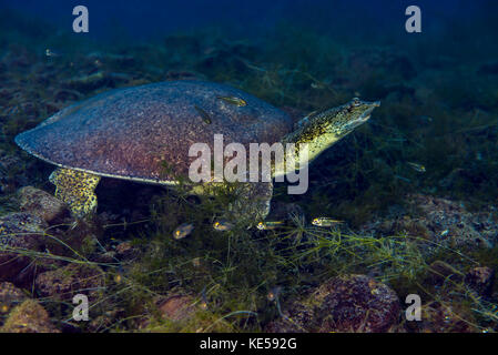 Le tartarughe Softshell abitano Balmorhea Springs nel Texas occidentale. Foto Stock