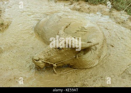 Indonesia. Java. Bufalo d'acqua wallowing nel foro di fango. Foto Stock