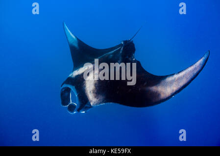 Un oceanic manta ray alimentando in Isla Mujeres, Messico. Foto Stock