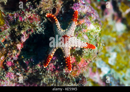 La menta piperita stella di mare, Isola di Tioman, Malaysia. Foto Stock