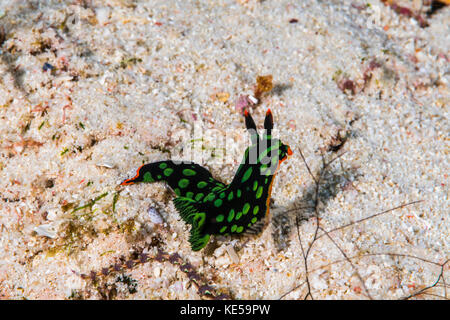 Nembrotha yonowae nudibranch in Raja Ampat, Indonesia. Foto Stock