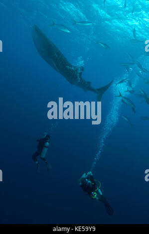 Subacquei che osservano uno squalo balena dal basso, Maldive. Foto Stock