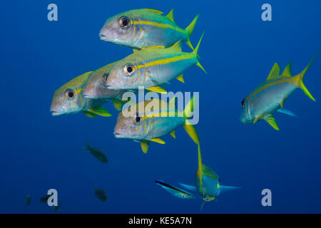 Gruppo di tonno albacora goatfish, mulloidichthys vanicolensis, Marsa Alam, Mar Rosso, Egitto Foto Stock