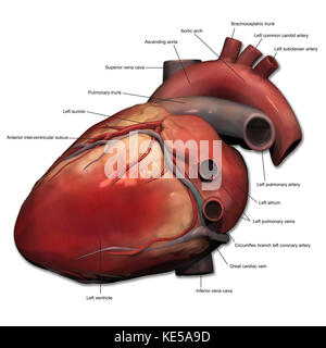 Vista laterale del cuore umano anatomia. Foto Stock