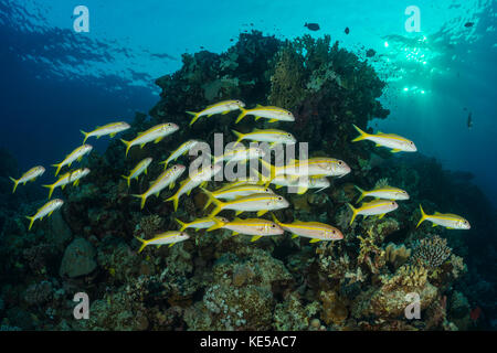 Gruppo di tonno albacora goatfish, mulloidichthys vanicolensis, Marsa Alam, Mar Rosso, Egitto Foto Stock