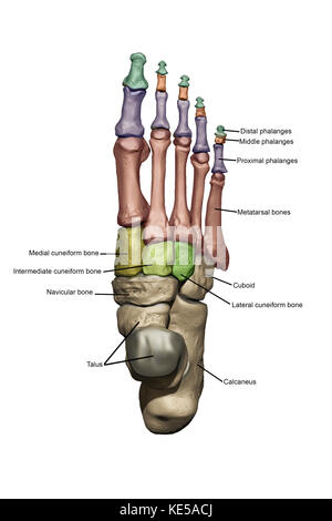 Modello 3d del piede raffigurante la dorsale delle strutture ossee con annoations. Foto Stock
