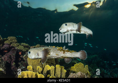 Avvistato Porcupinefish, Diodon hystrix, Marsa Alam, Mar Rosso, Egitto Foto Stock