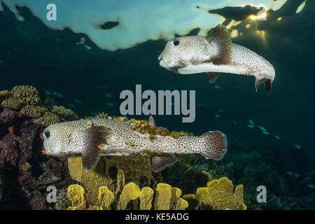 Avvistato Porcupinefish, Diodon hystrix, Marsa Alam, Mar Rosso, Egitto Foto Stock