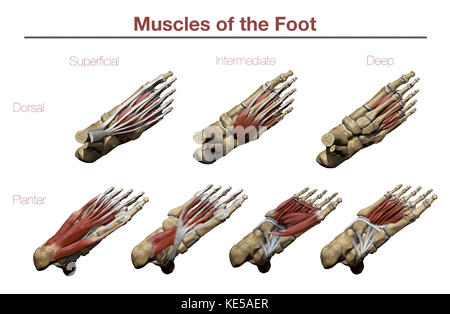 I muscoli del piede Foto Stock