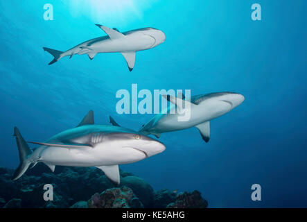 Lo squalo grigio di barriera, yap, Micronesia. Foto Stock