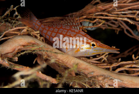 Longnose hawkfish appollaiato sulla ventola del corallo, Maldive. Foto Stock