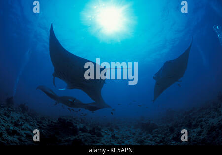 Tre gigantesche mante oceaniche nell'atollo di Ari Sud, Maldive Foto Stock