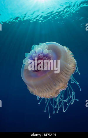 Il cavolfiore meduse, cephea cephea, Elphinstone Reef, Mar Rosso, Egitto Foto Stock