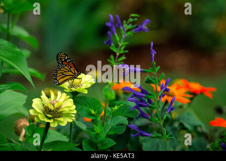 Farfalla monarca alimentazione su zinnia nel giardino estivo Foto Stock