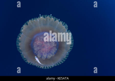 Il cavolfiore Meduse e novellame, Cephea cephea, Elphinstone Reef, Mar Rosso, Egitto Foto Stock