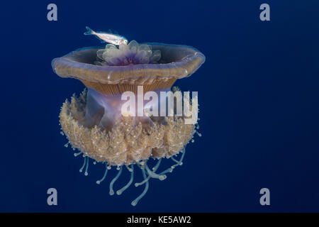 Il cavolfiore meduse e novellame, cephea cephea, Elphinstone Reef, Mar Rosso, Egitto Foto Stock