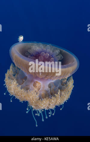 Il cavolfiore meduse e novellame, cephea cephea, Elphinstone Reef, Mar Rosso, Egitto Foto Stock